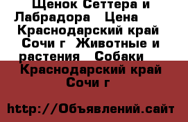 Щенок Сеттера и Лабрадора › Цена ­ 1 - Краснодарский край, Сочи г. Животные и растения » Собаки   . Краснодарский край,Сочи г.